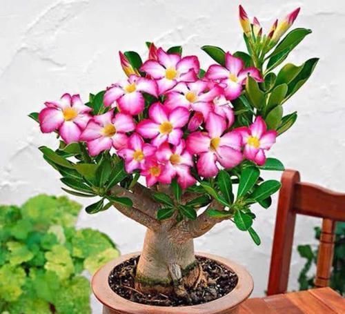 最适合懒人养的5种花,省心又好养,偶尔浇浇水就可以活