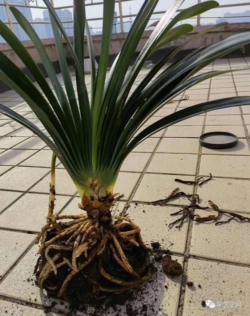 春暖花开,赶紧给这3种花换个土,加点料,三月过后疯了长!