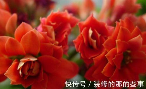 长寿花轻轻一碰就掉叶子,是这几个方面的情况造成的,要及时处理