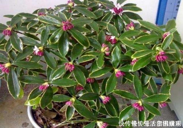 花蕾|养金边瑞香,给它施上1种肥,开花多,花香浓!