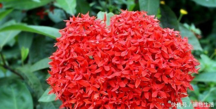 光照|超爱开花的5种花,一年四季开花不断,好养又漂亮,养100盆也不多