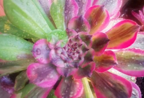 多肉红覆轮锦是最容易变异的法师，这些法师品种都跟它有莫大的关系