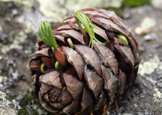 松果|捡了个“松果”插在盆里,不几天长成了盆景,摆在家里太漂亮了