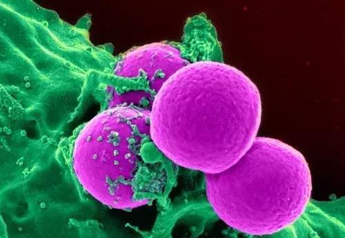 免疫细胞|免疫力是最好的医生!4个方法激活糖友免疫力,疾病不找血糖更好