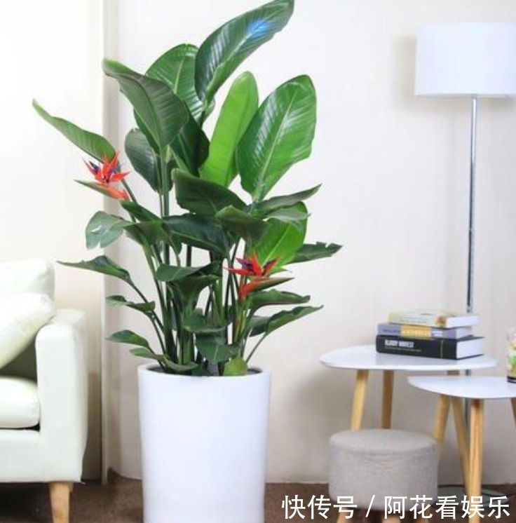 4种花,最适合养客厅,高贵优雅、上档次,开花还特漂亮!