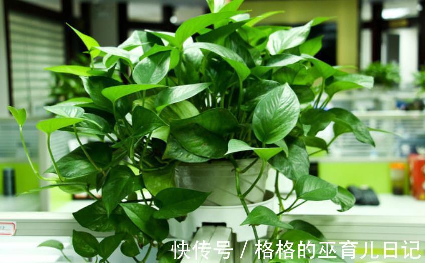 11月养绿萝、吊兰，做好2件事，叶片油绿有光泽，美极了