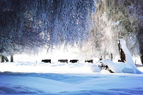 云南|【图说新疆】新疆青河：琼英四野点芳华