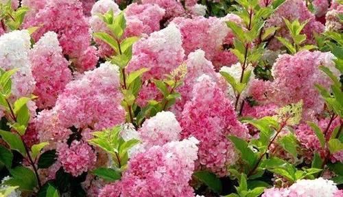  花朵|有一方院子，养2种花，比月季高级，花朵人见人爱