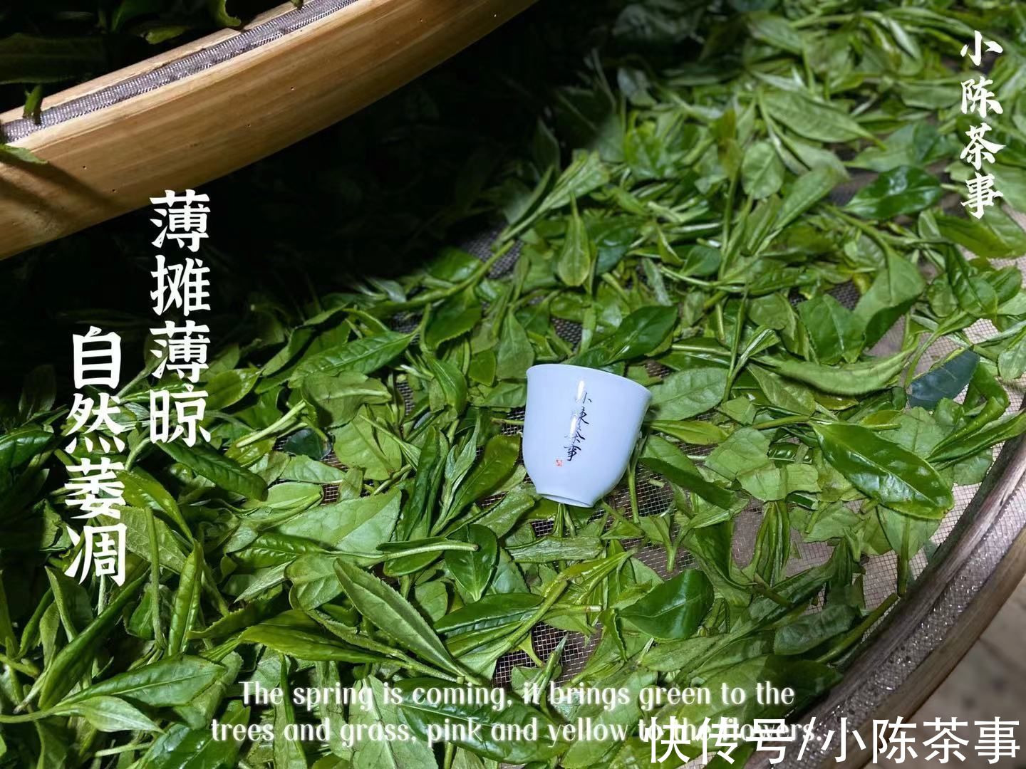 白茶|五年陈、老白茶、萎凋、三层包装,这些名词都是啥意思?干货