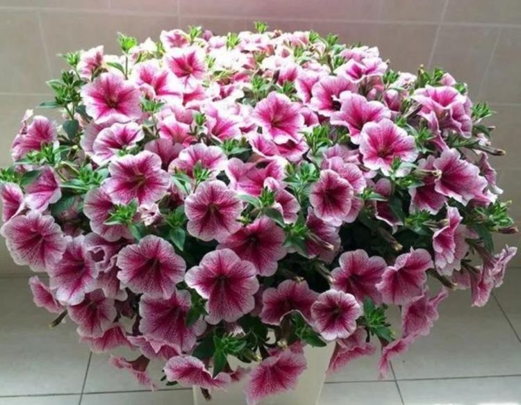 3种花比牡丹还漂亮，比绿萝还好养，一年四季开花不停！