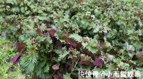 紫苏|这种叶子夏天到处是,泡茶喝散寒解毒、降压降脂阳台就能种