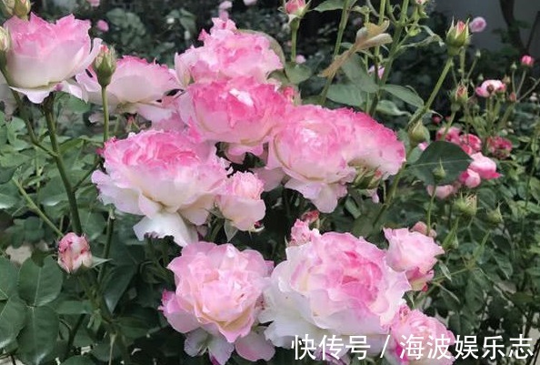 高压法|月季秋天扦插生根难用1法，让它在空中生根，又多又粗壮