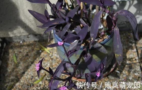 重视健康?不喜欢运动?在家养紫竹梅,注意3点净化作用明显