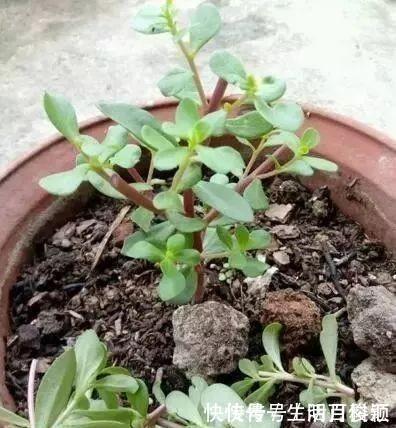 养花|2种“便宜花”,用1招养成“老桩”,美死了,给“1万”都不卖