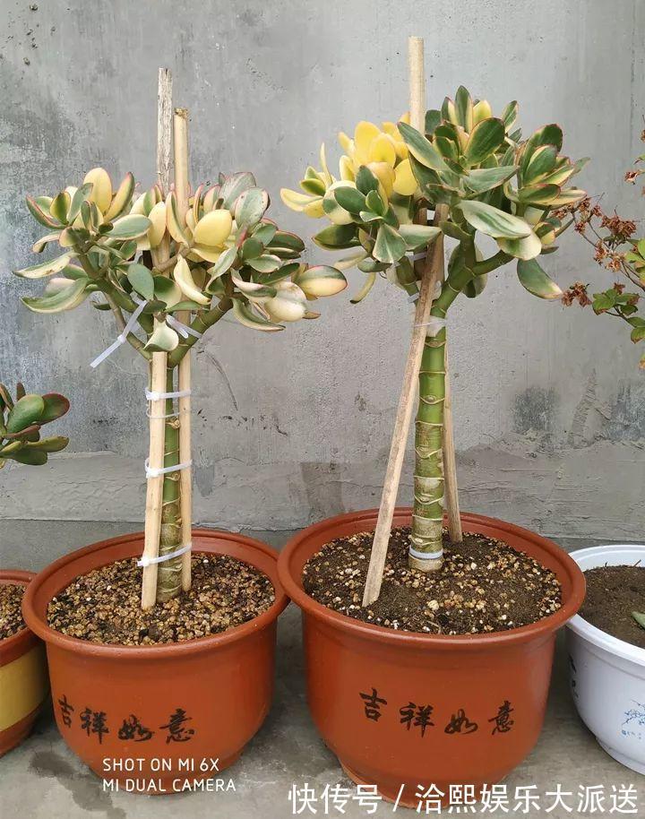 玉树|在家养玉树,记得每月砍一刀,半年长成老桩!