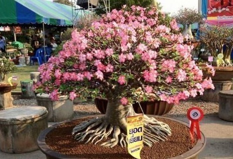 养花就养这“2种”,一月不浇水也能“长”,关键是还能“开花”