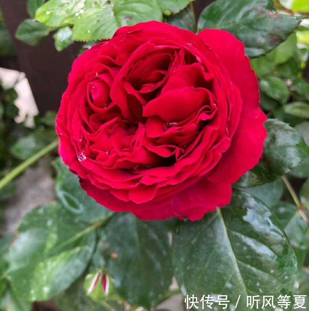 你的月季总是扦插不活,试试这种方式,做法有趣又容易生根