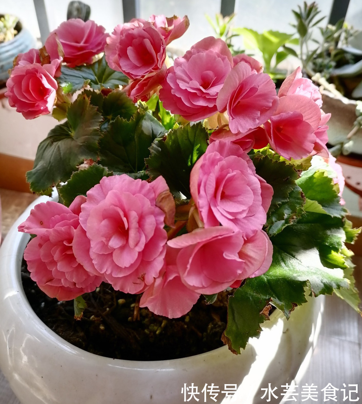 杜鹃|3种花虽然看起来很漂亮，不过没经验很难养好，新手尽量别去碰