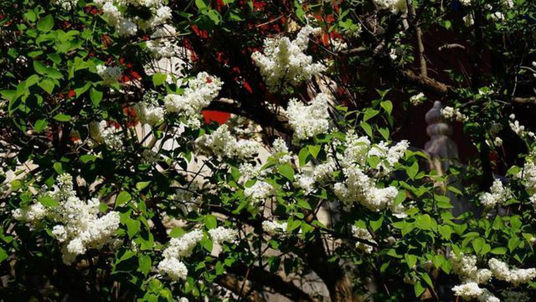 王安石这首诗写得很美,也是达到了诗中有画,画中有诗的境界