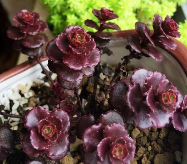 多肉植物小球玫瑰怎么养教你3个养花妙招，小球玫瑰茎长又饱满