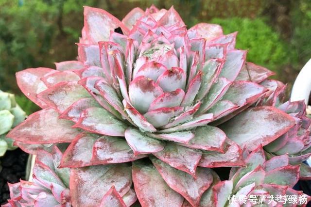 玫瑰女王和女王玫瑰两种多肉虽只是名称颠倒,但形态却有天壤之别