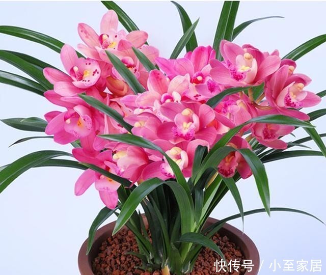 养花老前辈|养君子兰、兰花和蟹爪兰不用别肥,就用两种,实实在在的好