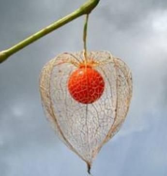 果实|这种野草人称“红菇娘”,果实似灯笼,以前不识货,如今想吃难了