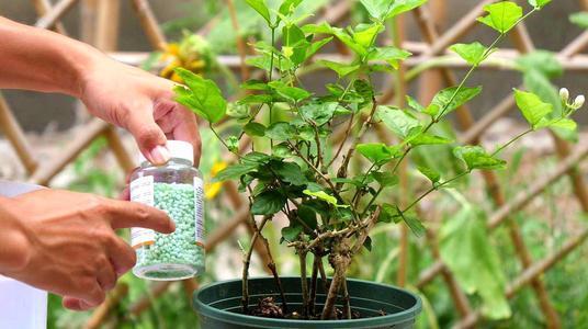茉莉花|盆栽茉莉花芬芳美丽满枝丫,茉莉花的养护方法,养花小白也能驾驭