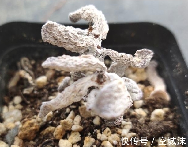叶片|多肉植物不常见问题,干瘪干皱,难以服盆等,看看有您遇到了吗