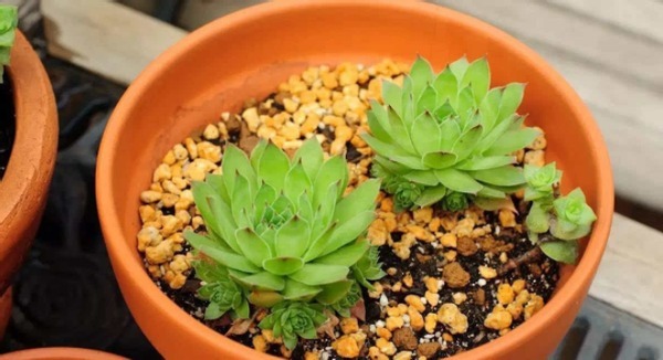 到了春天,规划给植物换盆的花友,该做到哪些事情?