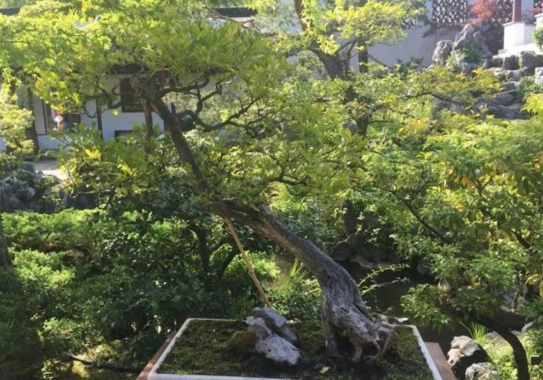 光照|此花是天然盆景，主干质朴大气，枝叶造型独特，自带扑鼻的香气