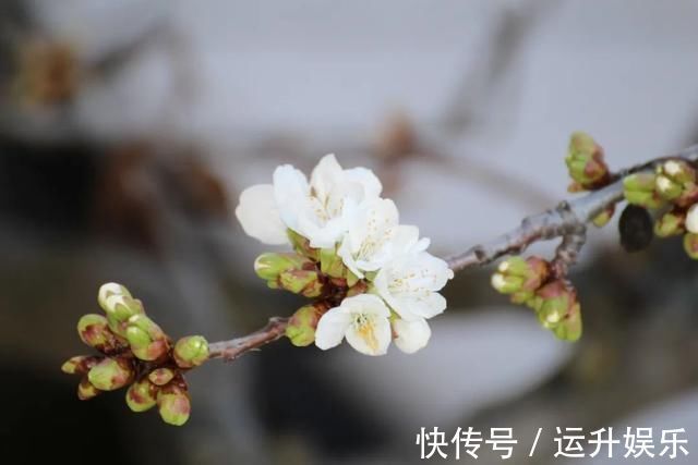 岭南#苏轼最经典的16首诗,一首一个名句,每一首都值得背下来