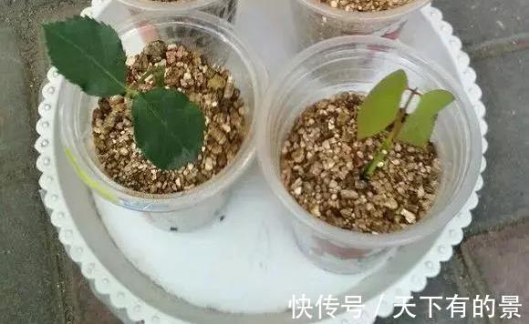垃圾箱|邻居丢掉的花卉,看着太可惜了,捡回家处理下,照样能养好