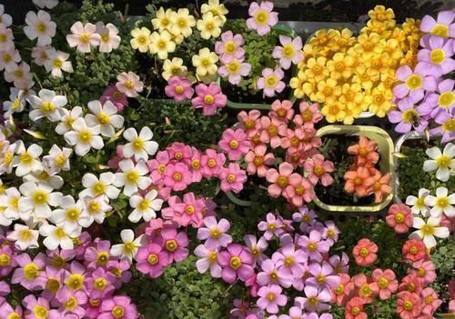  充裕|“懒人”养花就养它，养护很简单，种1棵就能收获100棵，四季开花