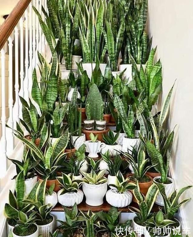 湿布|虎皮兰最怕“三种水”,室内养护需避开,憋出小崽,绽放层叠群兰