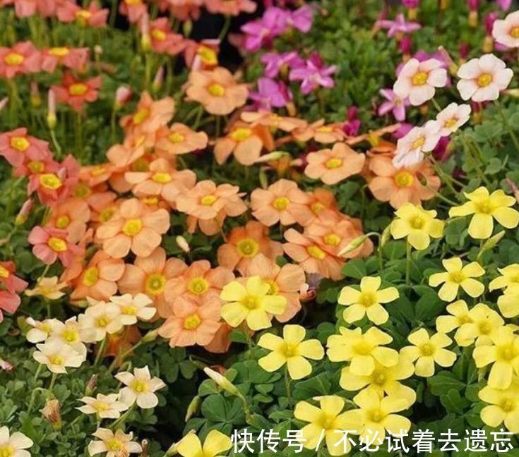 家里阳台养此款花，花开爆盆美如花，枝头窜满花苞，美