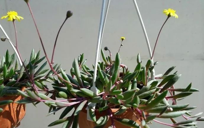 这种多肉吊起来养,所谓像一串串葡萄一样,美爆了