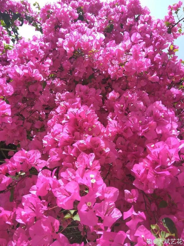 扦插|三角梅的养护大全摘光叶子，少浇水，使劲晒，开花爆满盆