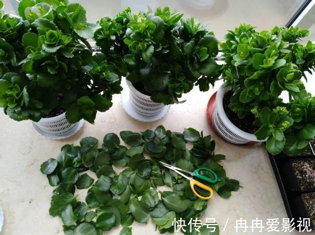 盆栽|长寿花又被称为寿星花、圣诞伽蓝菜!盆栽注意4点,花朵挂满枝