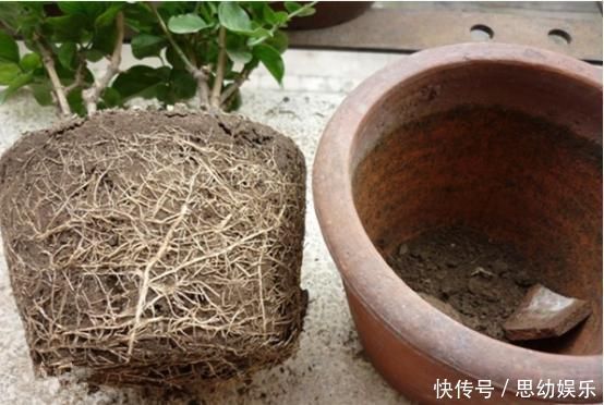 自来水|想要养花不换盆浇水时加点“它”,10年盆土也不会板结,很好