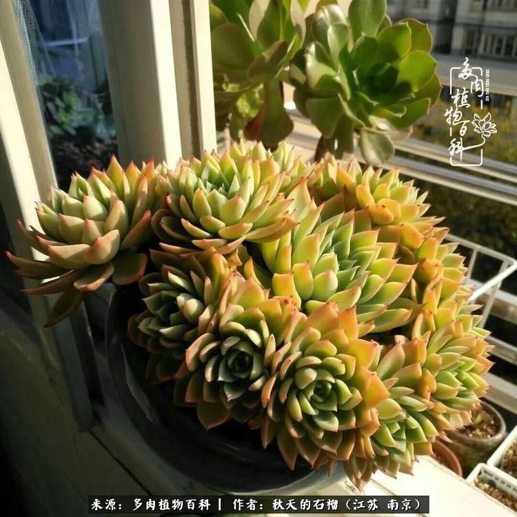 渡劫归来的肉肉,谁是谁的前世,谁又成了谁的今生