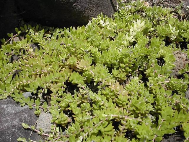 4种多肉植物不要随便丢在地上,小心它们占领你们的院子