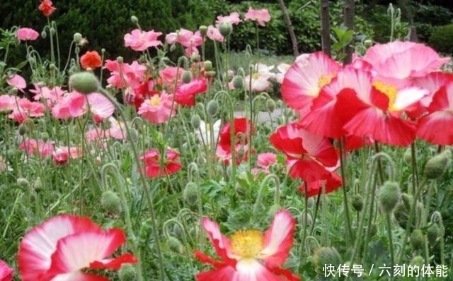 这5种草本花卉，适合栽种到院子里，花期群花争艳！