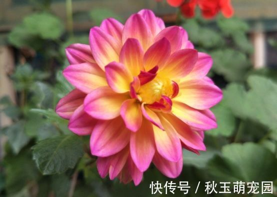 藏红花|适合庭院养护的几款花，开花勤爱爆盆，枝繁叶茂，全年花开如春