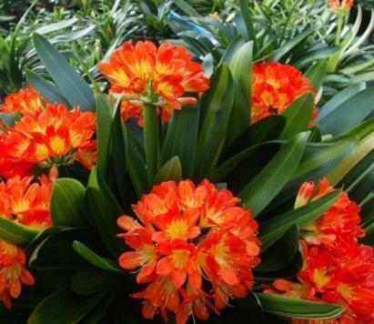 入冬后是君子兰的“关键期”,教你几个“窍门”,早学会早开花!