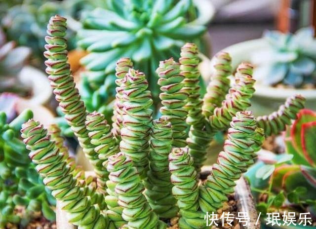 服盆|多肉钱串子,换盆有技巧,避开“死亡季”,“小铜钱”越长越多