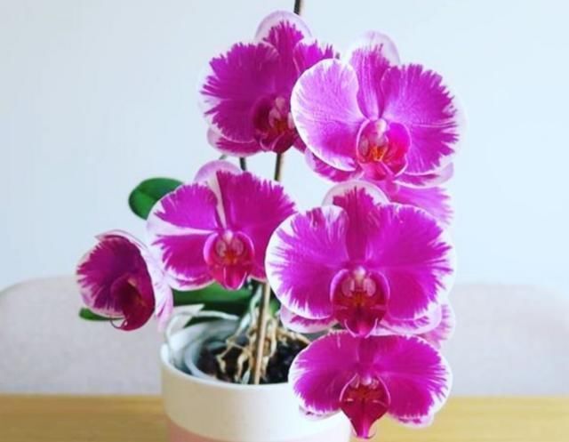 老花匠|这“4种”花卉养的好,老花匠都称赞,能养活1盆的人,绝对是高手