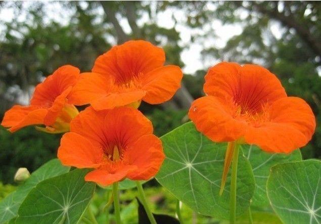 几款花卉养在家里,冬天一样开花,花色繁多易爆盆,娇艳欲滴