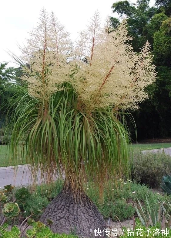 叶子天生就低垂的酒瓶兰，耐旱耐阴的观叶植物，新手必备植物