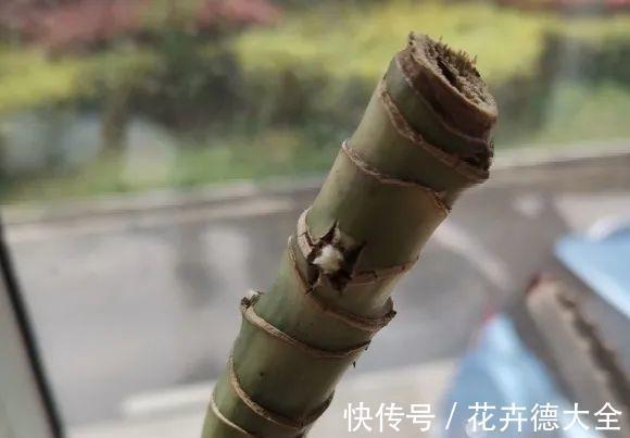 7种花，现在要砍头，冲天炮变成爆炸头